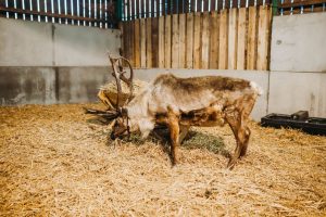 family photographer near me