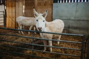 family photographer near me