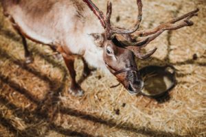 family photographer near me