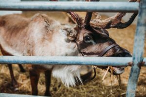 family photographer near me