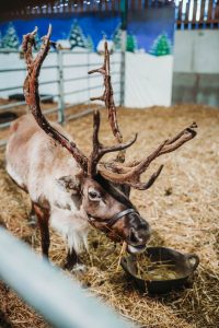 family photographer near me