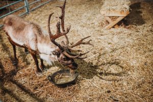family photographer near me