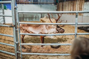 family photographer near me