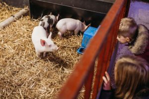 family photographer near me