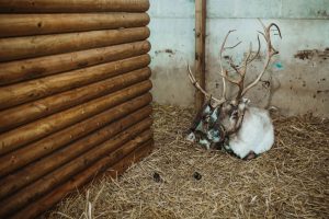 family photographer near me