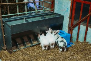 family photographer near me