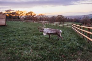 family photographer near me