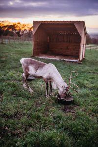 family photographer near me