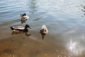 family photographer devon exeter