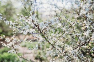 family photographer devon exeter