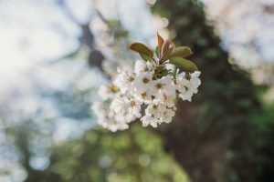 family photographer devon exeter