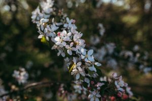 family photographer devon exeter