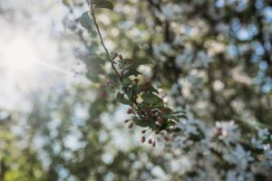 family photographer devon exeter